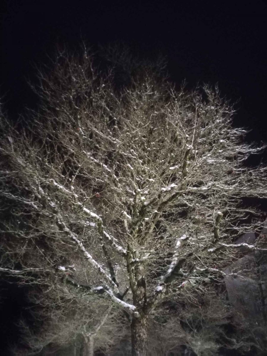 Marienstatt - Schneebaum